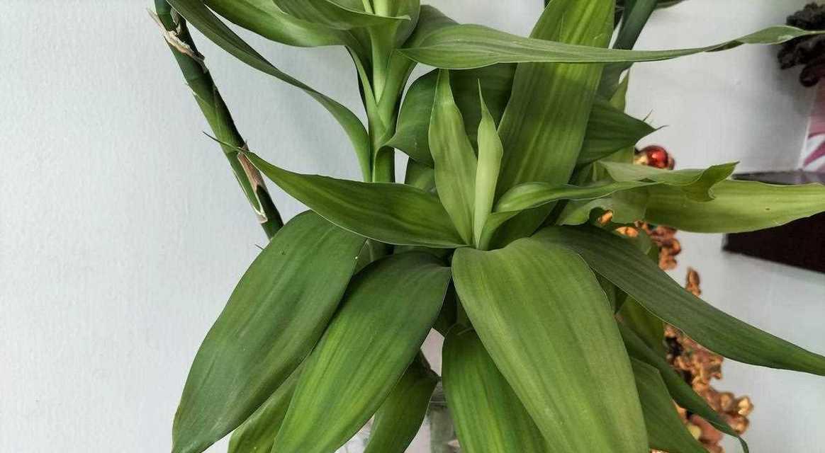 植物有哪些名字？如何识别和命名不同的植物？