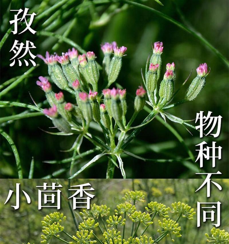 植物有哪些名字？如何识别和命名不同的植物？