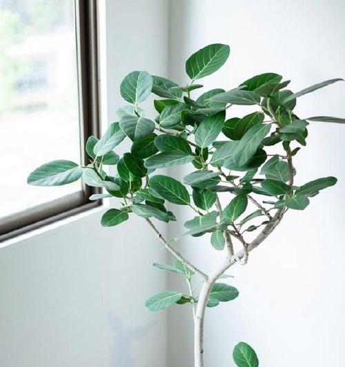 植物的属性是什么？如何分类？