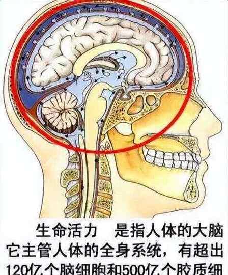 人体植物神经是什么？它在人体中起什么作用？