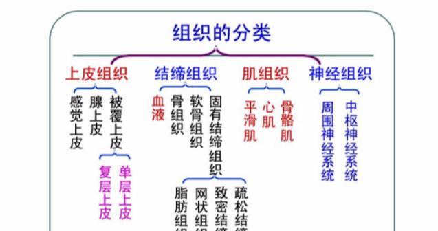 人体植物神经是什么？它在人体中起什么作用？