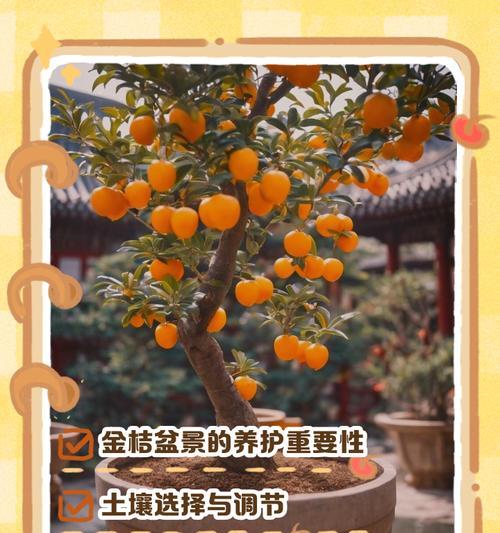 种子盆栽金橘怎么种植？有哪些正确的种植方法？