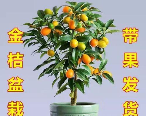 种子盆栽金橘怎么种植？有哪些正确的种植方法？