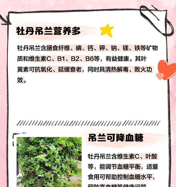 吊兰属于哪一类植物？它的养护方法有哪些？