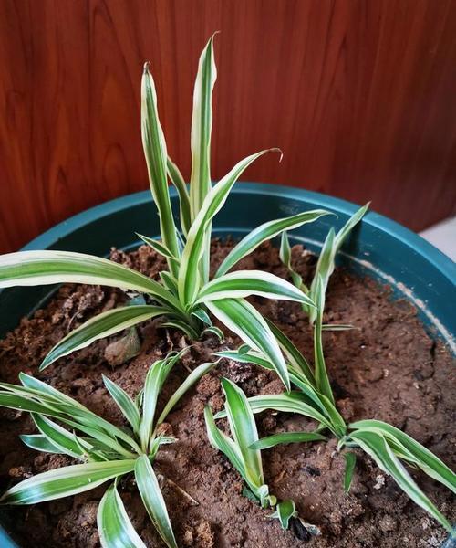 吊兰属于哪一类植物？它的养护方法有哪些？