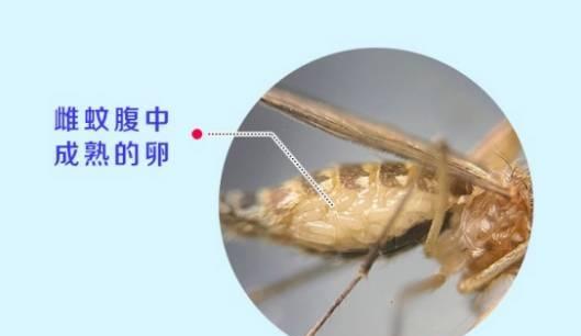 蚊子无法吸食植物多久会死亡？