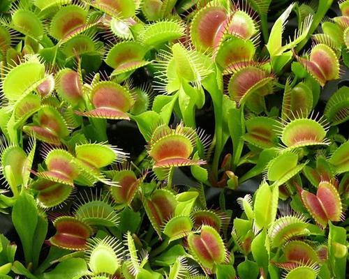 蚊子无法吸食植物多久会死亡？