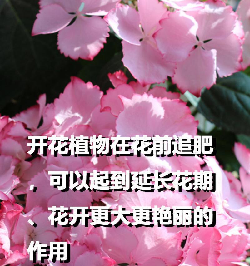 用植物怎么堆肥最好？堆肥植物的选择和使用方法是什么？