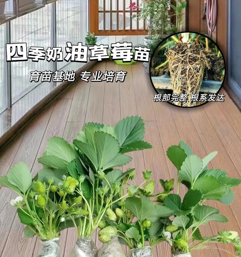咖啡草莓苗盆栽的正确养护方法是什么？如何保持其健康？