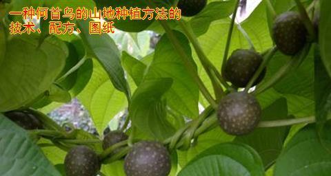 雪柳和百合怎么插种植方法？步骤是什么？
