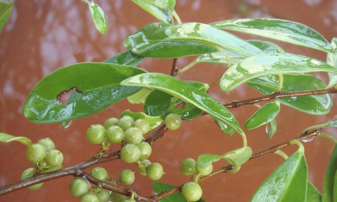 地产植物名字有哪些好听？它们的特点是什么？