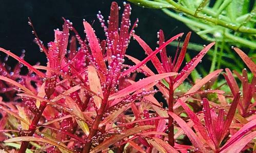 河边红色水草植物有哪些？适合河边生长的红色水草品种推荐？