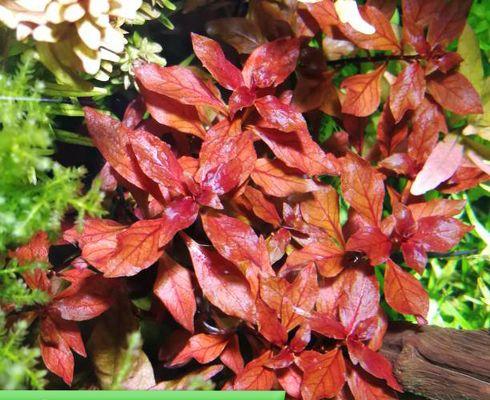 河边红色水草植物有哪些？适合河边生长的红色水草品种推荐？