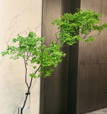 吊钟花苗植物的特点是什么？如何正确养护？
