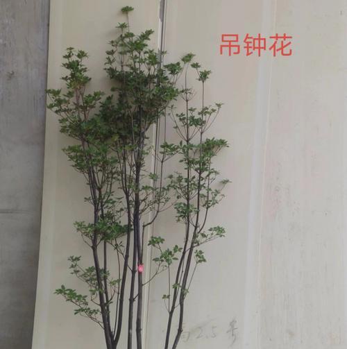 吊钟花苗植物的特点是什么？如何正确养护？
