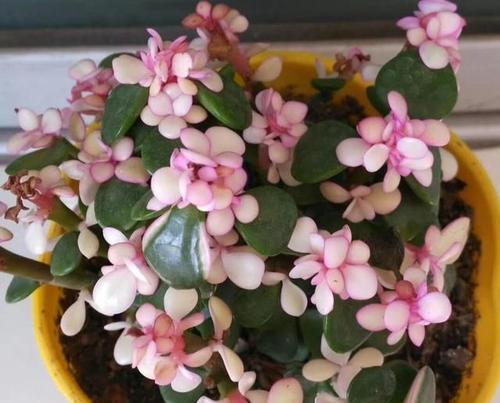 夏季适合阳台的高端花卉有哪些？如何选择？