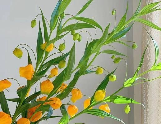 花束绿色枝干是什么花卉？如何正确识别和养护？