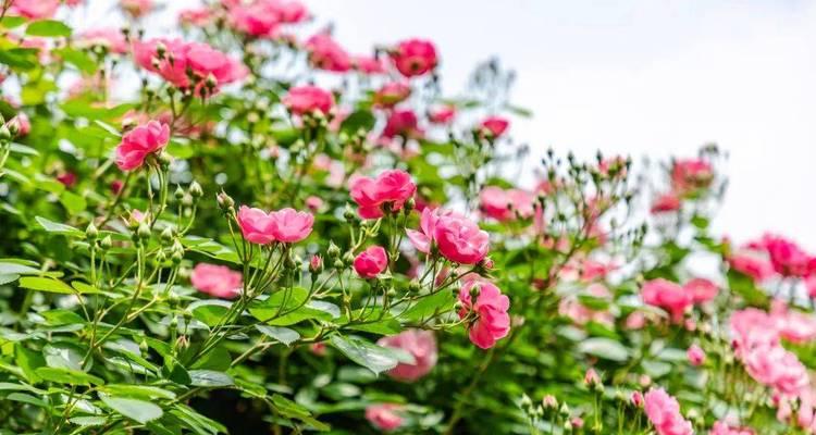 花束绿色枝干是什么花卉？如何正确识别和养护？