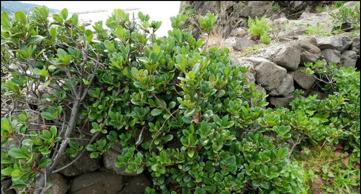 海岛上的巨型植物有哪些？它们的生长环境是什么？