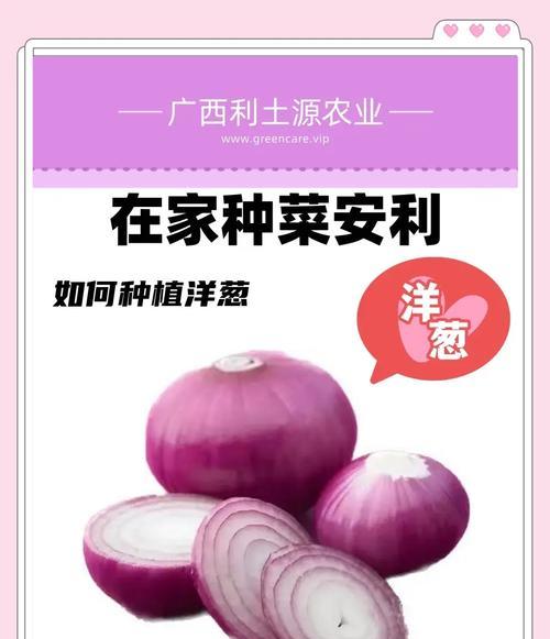 洋葱水培盆栽的种植方法是什么？需要注意什么？