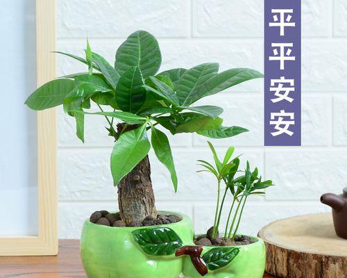 客厅适合摆放哪些盆栽植物？室内盆栽植物的选择标准是什么？