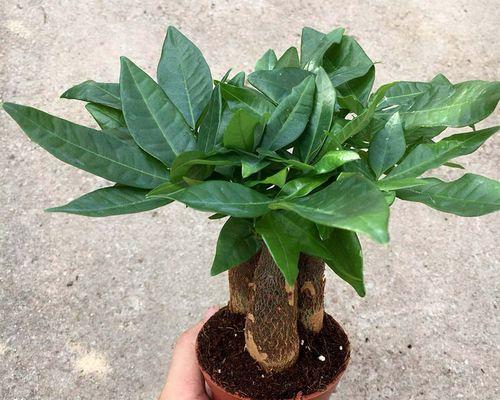 客厅适合摆放哪些盆栽植物？室内盆栽植物的选择标准是什么？