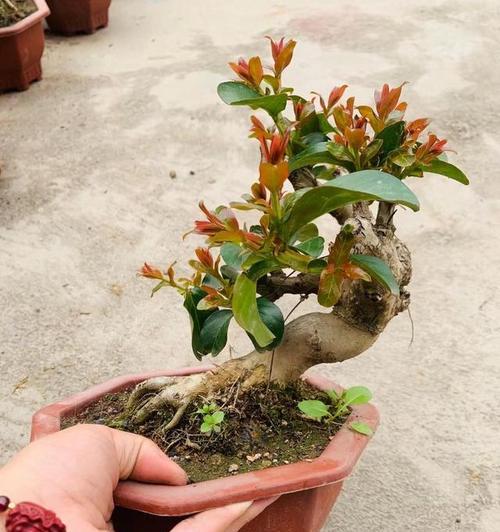 紫薇大盆栽盆景的养护方法是什么？如何保持美观？