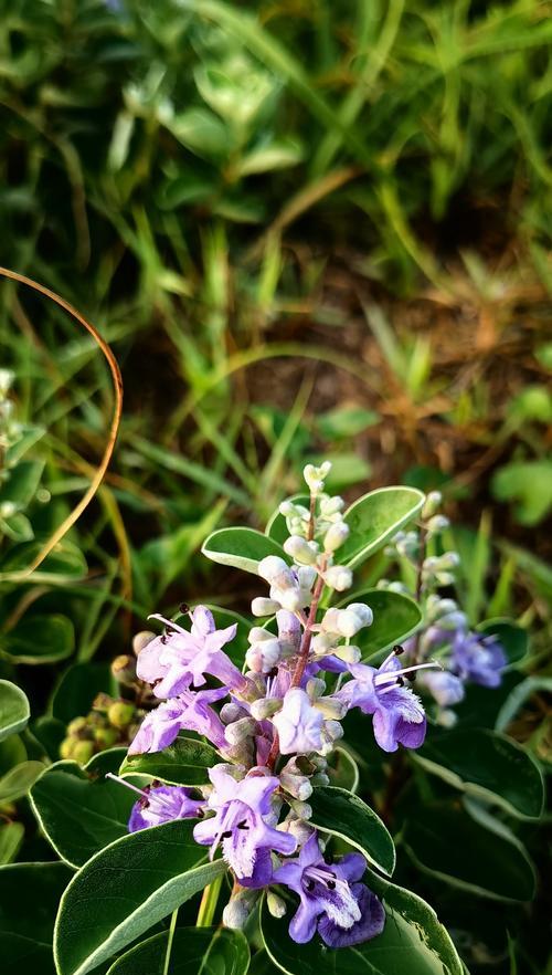 沙系植物有什么特点？适合在哪些环境中生长？