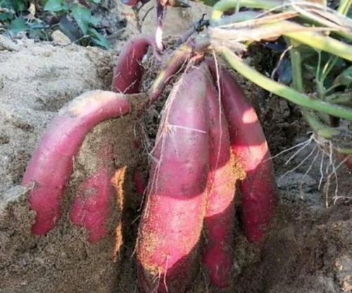 沙系植物有什么特点？适合在哪些环境中生长？