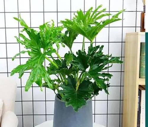 黄南地区常见的植物盆栽有哪些？它们的特点是什么？