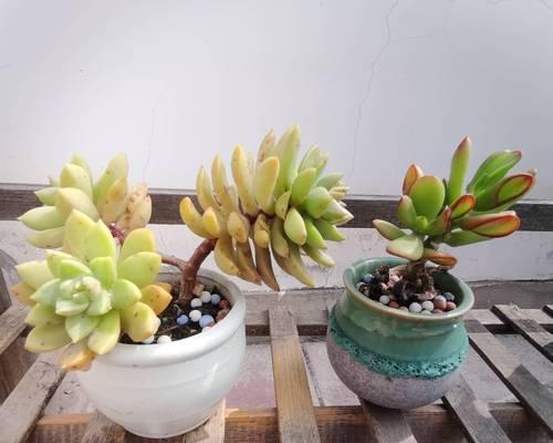 阳台组合盆栽植物搭配什么花？有哪些春天的花草植物适合？