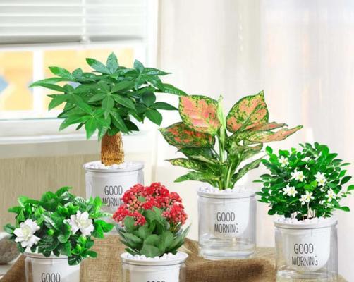 阳台组合盆栽植物搭配什么花？有哪些春天的花草植物适合？