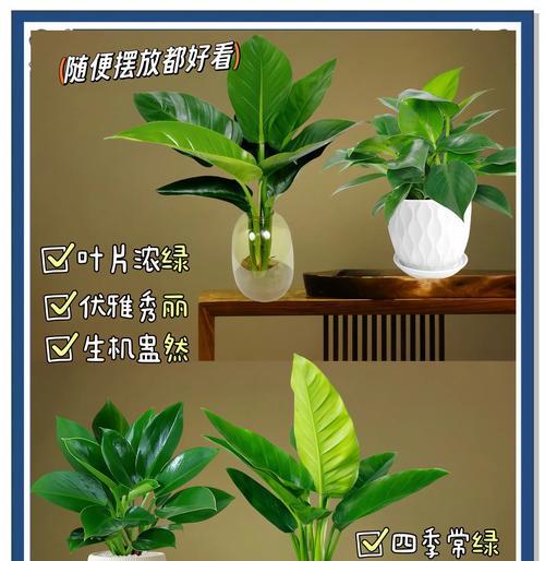 水培植物名字有哪些寓意？