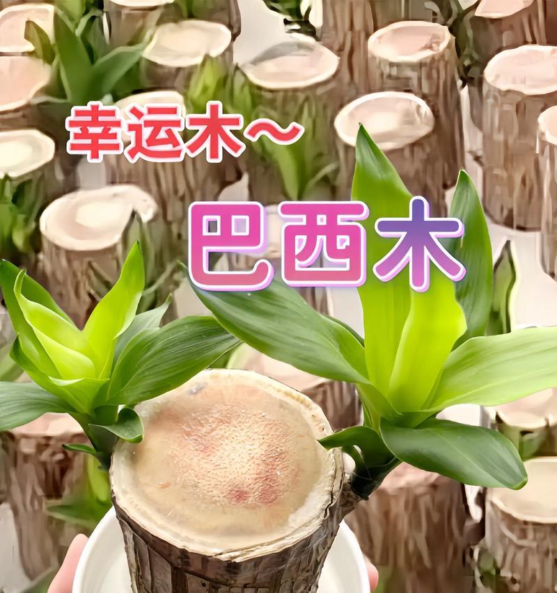水培植物名字有哪些寓意？