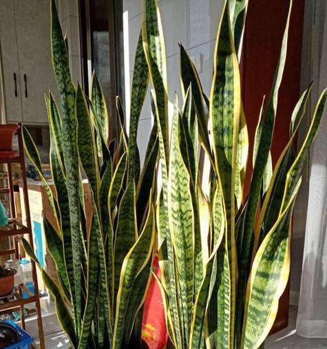 哪些植物适合用来遮挡视野？它们的生长习性如何？
