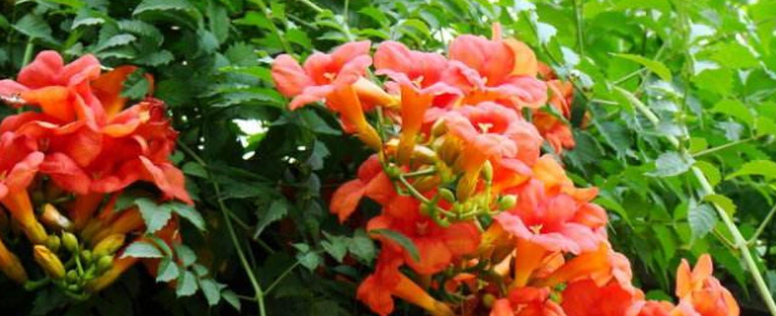 有哪些园林花卉？园林设计中常用的花卉种类有哪些？