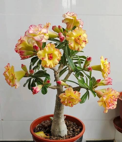 哪些花卉绿植盆栽最适合初学者养护？它们的养护技巧是什么？