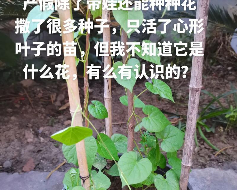 植物怎么摘心？摘心对植物生长有什么影响？