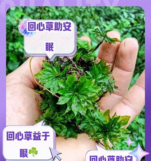 植物怎么摘心？摘心对植物生长有什么影响？