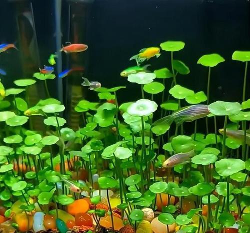 适合鱼缸里的盆栽花卉有哪些？如何选择适合水生环境的植物？