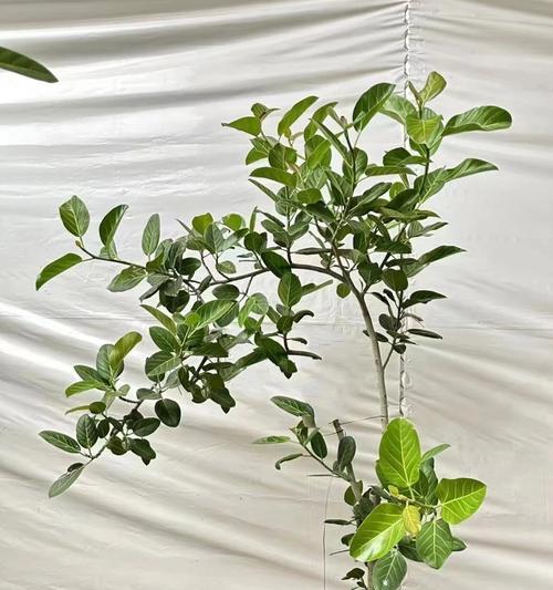 酸性土壤中应如何养护植物？哪些植物适合在酸性环境中生长？