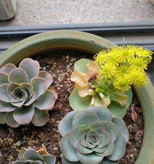 多肉植物怎么修剪造型？修剪时应注意哪些要点？