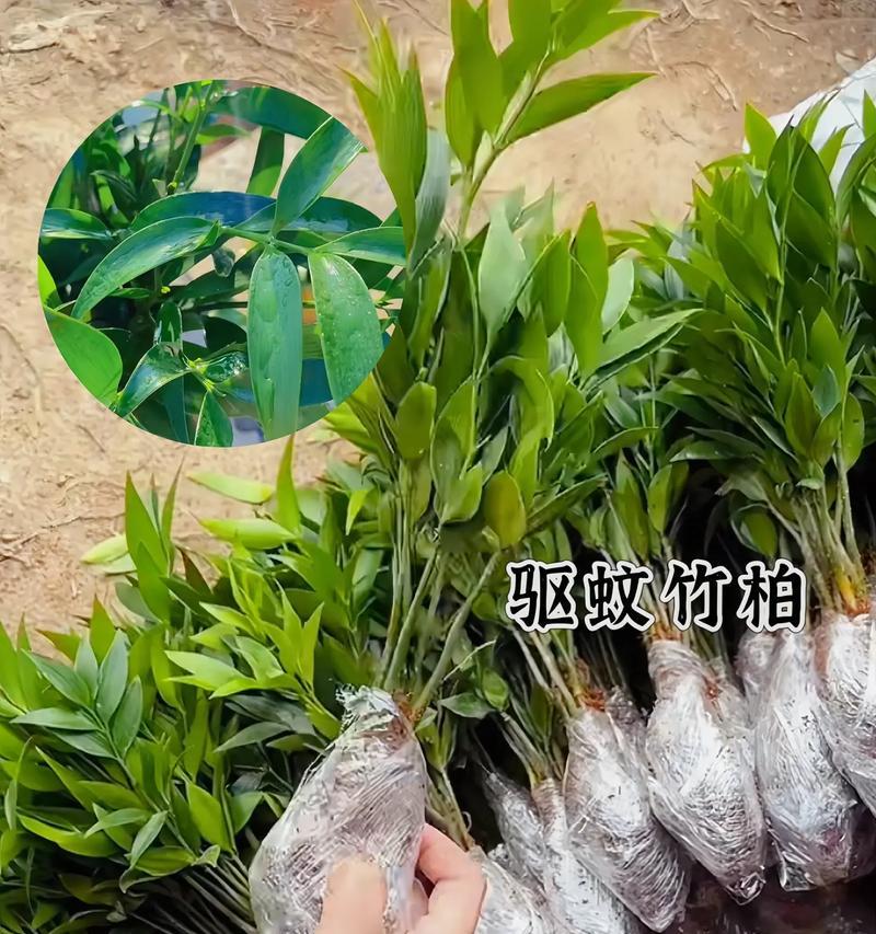 常青的植物有哪些？它们的养护方法是什么？