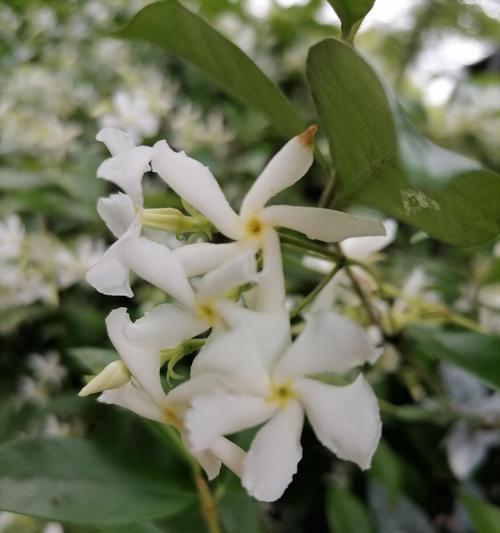 常青的植物有哪些？它们的养护方法是什么？