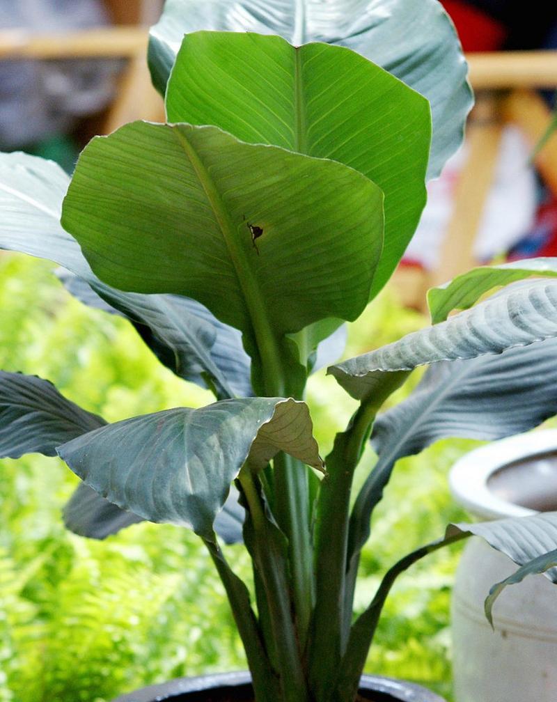 三苏指的是哪种植物？