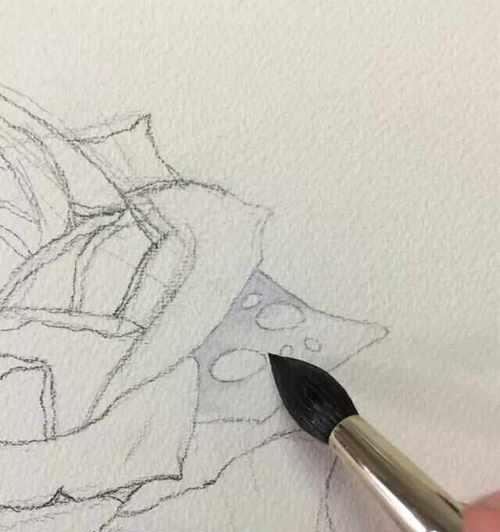 白玫瑰喷色混色是什么意思？如何正确理解？