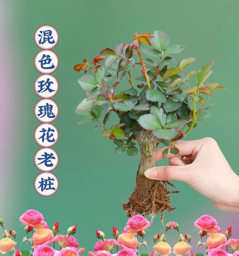 白玫瑰喷色混色是什么意思？如何正确理解？