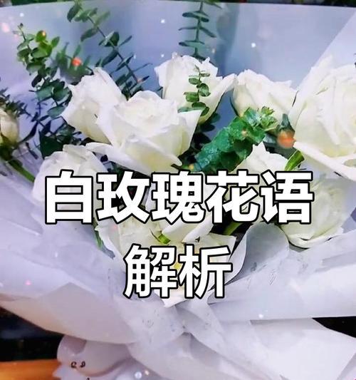 白蓝玫瑰的花语是什么？