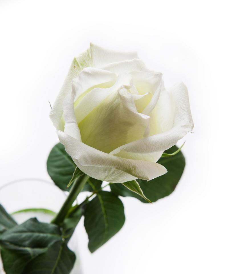 白蓝玫瑰的花语是什么？