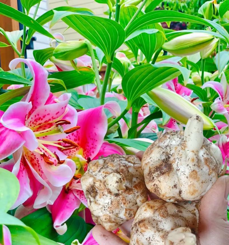 朋友称你为百合花有何深层含义？
